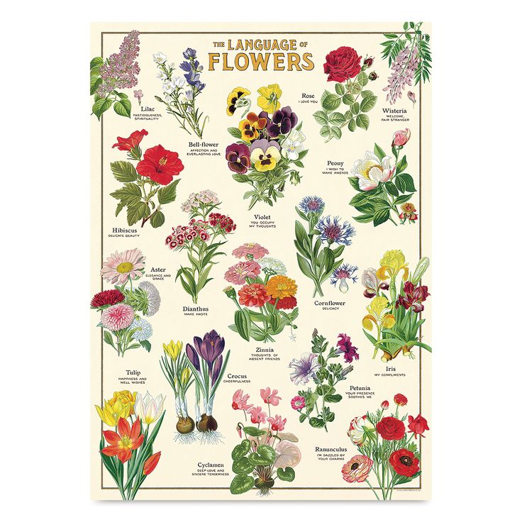 Cavallini & Co - Vintage Tea Towels