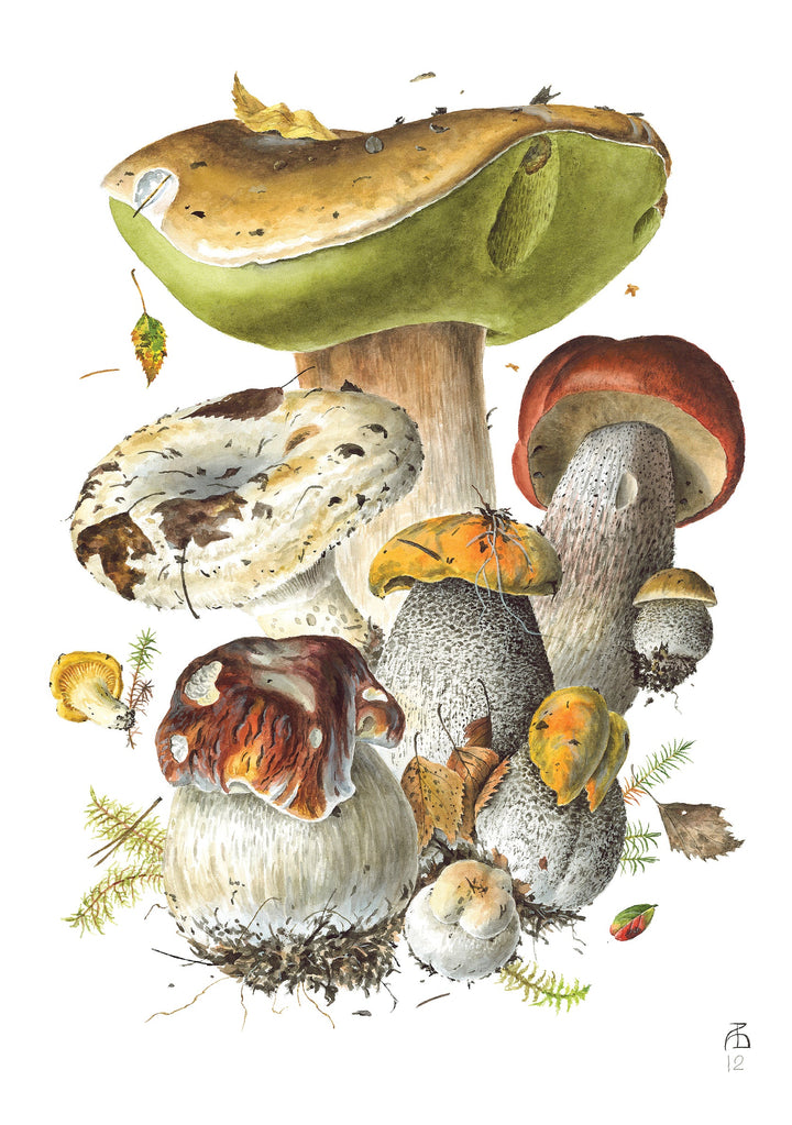 Pomegranate - Boxed Notecard Assortment -  Mushrooms: Alexander Viazmensky