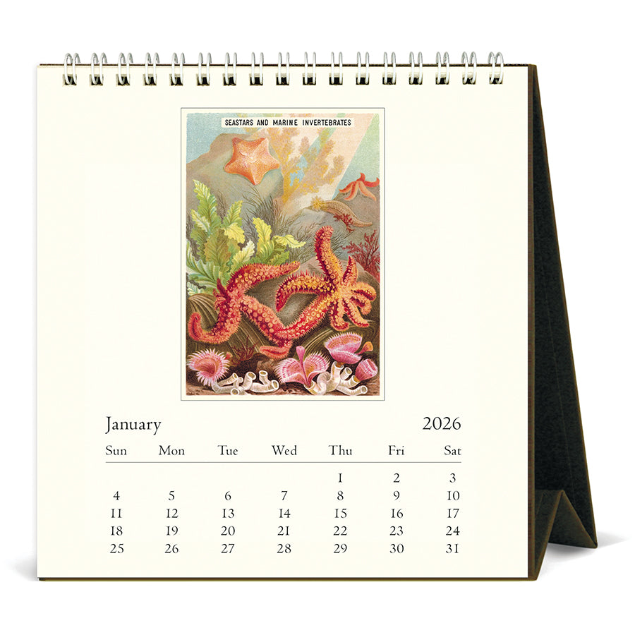 Cavallini & Co - 2026 Desk Calendar - Sea Life