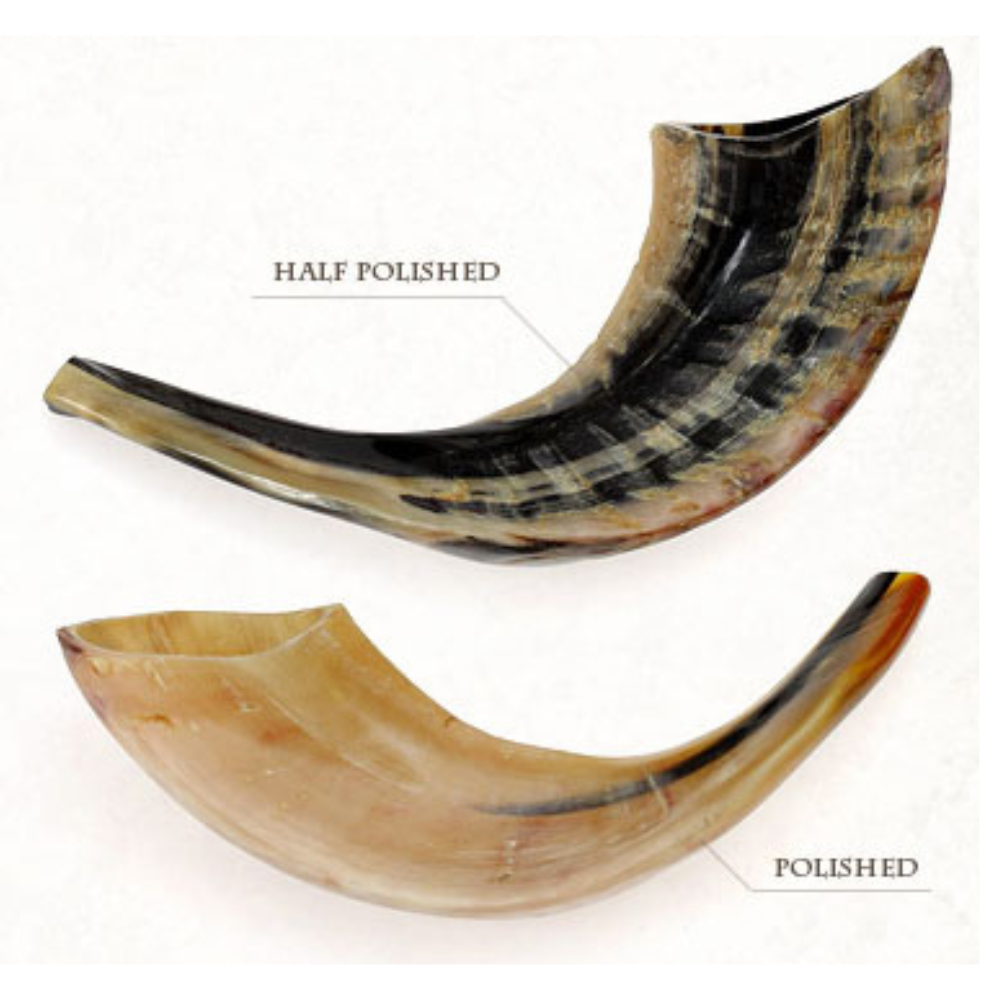 "Rite Lite" Fully Polished Small Shofar (11")