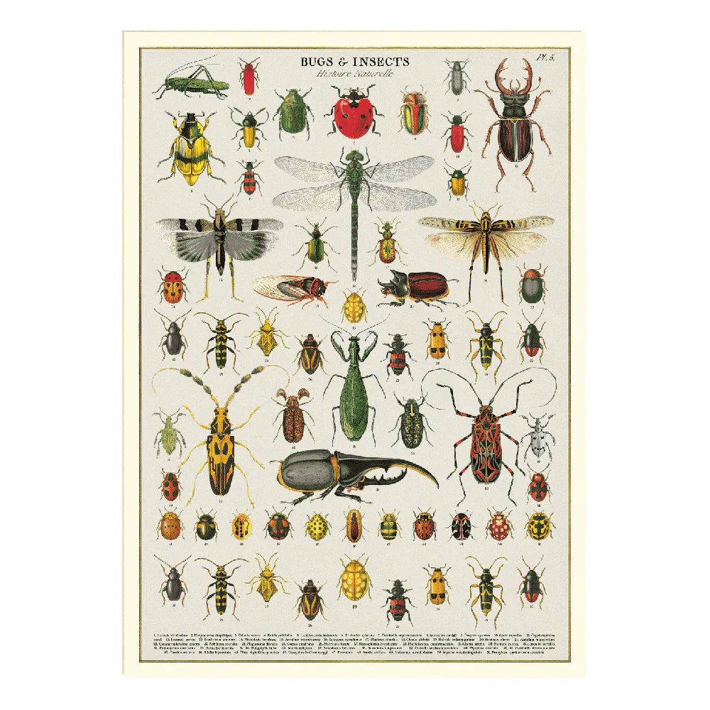 Cavallini & Co - 1000 Piece Vintage Puzzle - Bugs & Insects