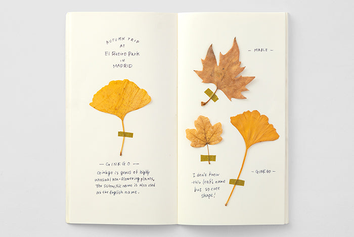 TRAVELER’S NOTEBOOK – 025 MD Paper Cream (REGULAR SIZE) - Buchan's Kerrisdale Stationery